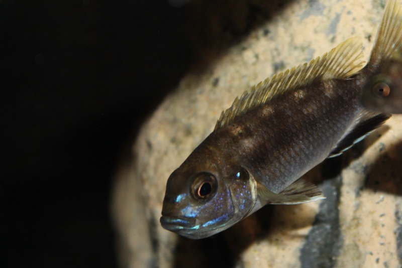 Pseudotropheus livingstonii 'Liuli'
